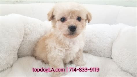 We were skeptical about purchasing a puppy online, especially. Maltipoo Puppies For Sale | Orange County, CA #273432