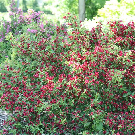 Sonic Bloom Red Weigela Great Garden Plants