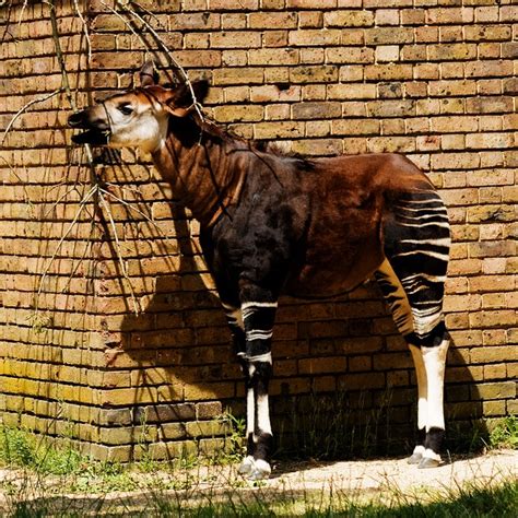 Okapi Okapi London Zoo Animals