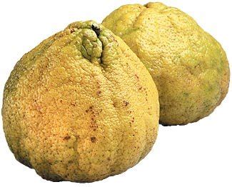 Markets its brand of tangelos from jamaica. Ugli Fruit - Fruits And Vegetables