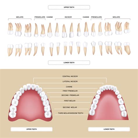 Different Types Of Teeth