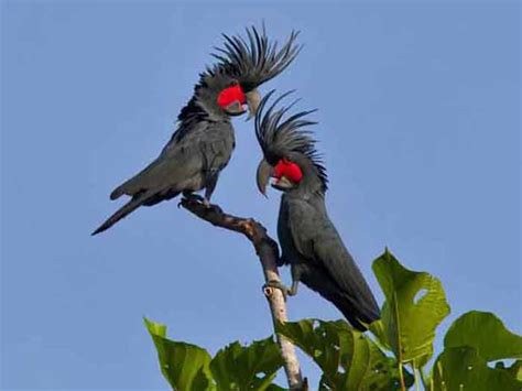 6 Burung Kakak Tua Burung Hias Yang Bisa Menirukan Suara Manusia