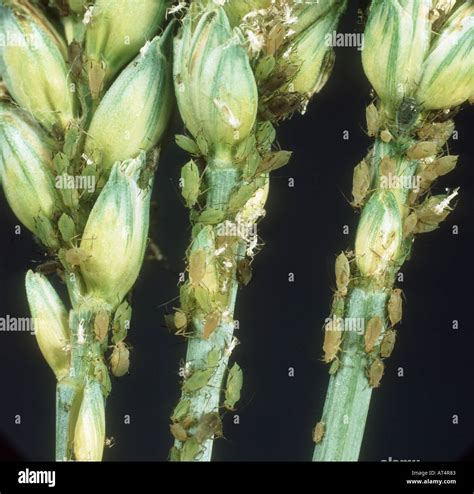 Grain Aphid Sitobion Avenae Infestation Among The Grain On Wheat Ears