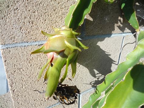 Dragon Fruit Cactus Cutting White Flesh Plant Juicy Yummy Hylocereus