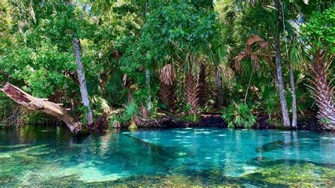 The 5 Best Natural Springs Near Orlando Impulse4adventure Florida