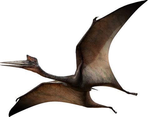 Pterosaurs Png Images Transparent Free Download