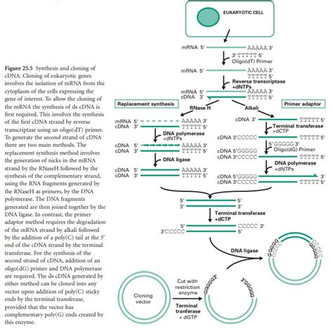 Construction Of Genomic Libraries Recombinant Dna Technology
