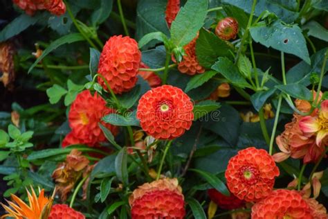 Orange Dahlia Flowers In Bloom Stock Photo Image Of Outdoors Plants
