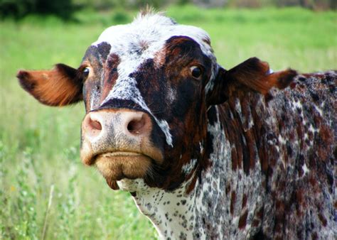 Goofy Cow Part 2 | Joelle Johnson | Flickr
