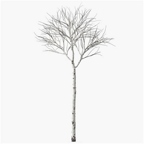 Naked Birch Tree 3d Model 19 3ds Blend C4d Fbx Max Ma Lxo Obj Free3d