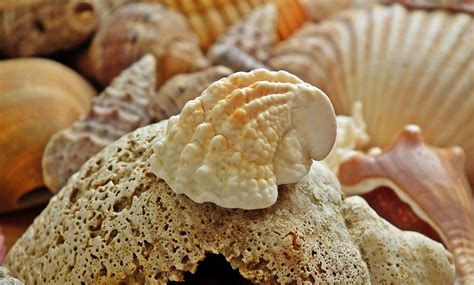 Shells Sea Ocean Free Photo On Pixabay Pixabay