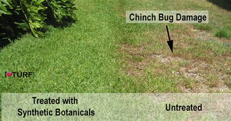 How To Identify And Control Chinch Bugs In St Augustine Grass Lawns