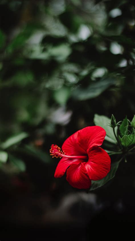 Download Wallpaper 938x1668 Hibiscus Flower Red Macro Iphone 876s