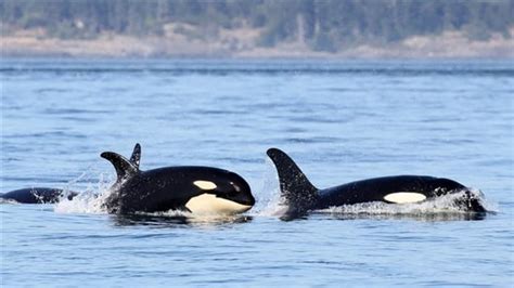 Young Killer Whale Looks Hungry Off British Columbia