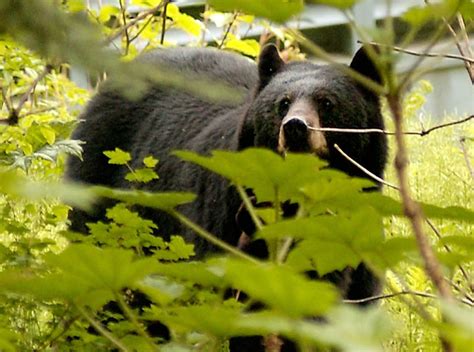 Upstate Ny Bear Hunters Share Photos Of Successful Hunts This Fall