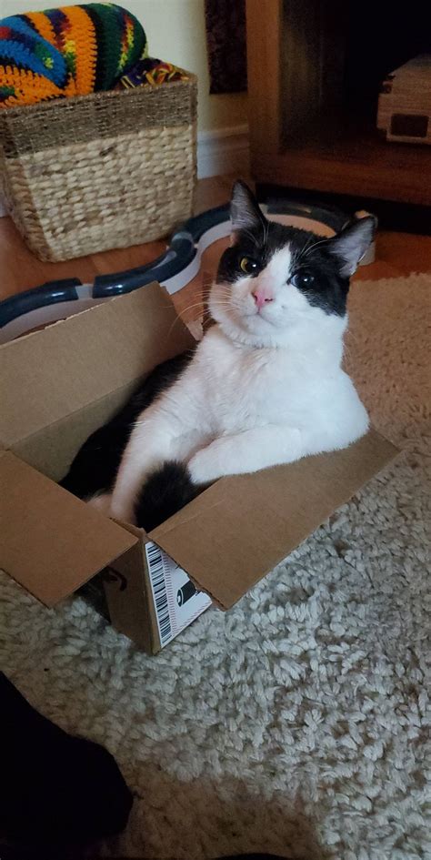 Psbattle Cat Inside A Box Photoshopbattles
