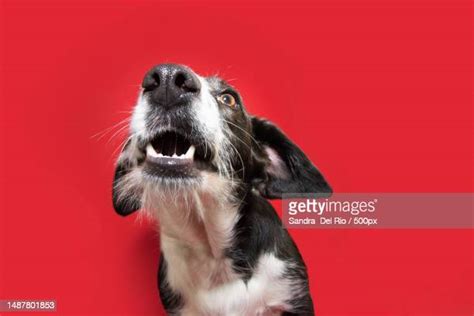 Shocked Dog Face Photos And Premium High Res Pictures Getty Images