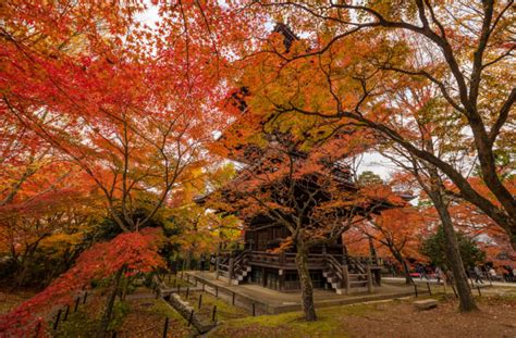 Shinnyodo Temple Info Kyoto Japan Tips Travel Caffeine
