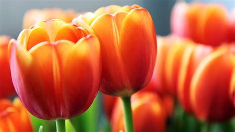 Spring Tulips Wallpaper (61+ images)