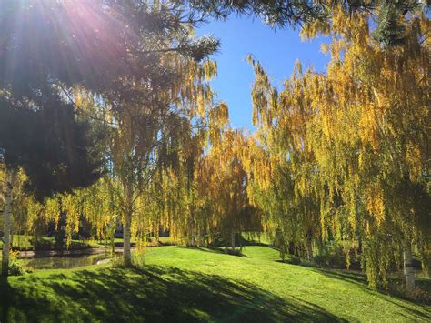 Common Species Of Willow Trees And Shrubs