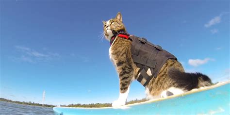 Surfing Skateboarding Cat Proves Our Feline Friends Make