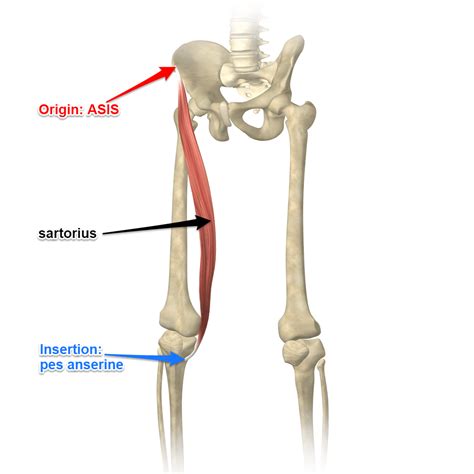 Sartorius Muscle Attachments And Actions As It Relates To Yoga