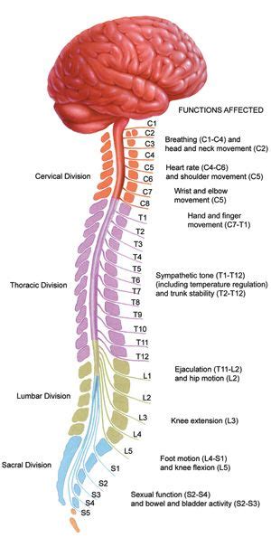 Brain And Spinal Cord Diagram Health Medicine And Anatomy Reference