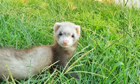 To save endangered ferrets, scientists are using drones that shoot M&Ms ...