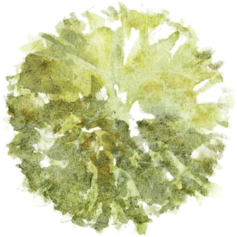 baum architektur grundriss - 28 images - tree png top view ...
