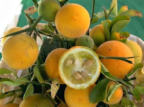 Poncirus trifoliata | Poncirus - citronečník |Zahradnictví Franc