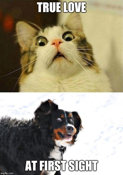 Image Tagged In Memescrazy Dawgscared Cat Imgflip