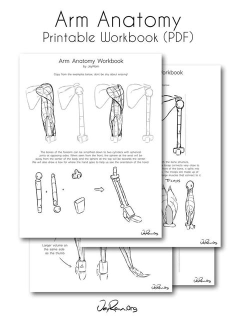 Anatomy • free medical books. Arm Anatomy Workbook (PDF) — JeyRam Art in 2020 | Arm anatomy, Anatomy tutorial, Arm drawing
