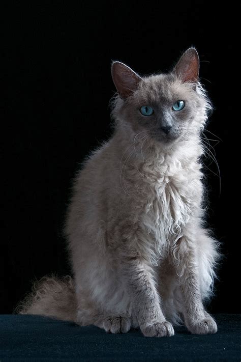 laperm cat breed information cat breeds  thepetowners