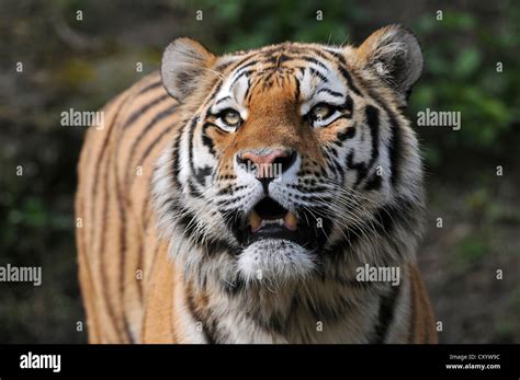 Siberian Tiger Amur Tiger Panthera Tigris Altaica Zoo Lower Saxony