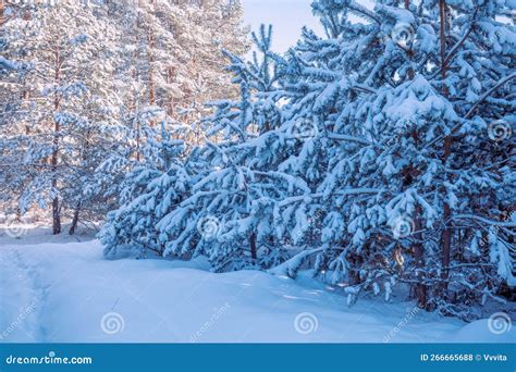Snowy Forest Pine Trees Covered With Snow Stock Photo Image Of Grove
