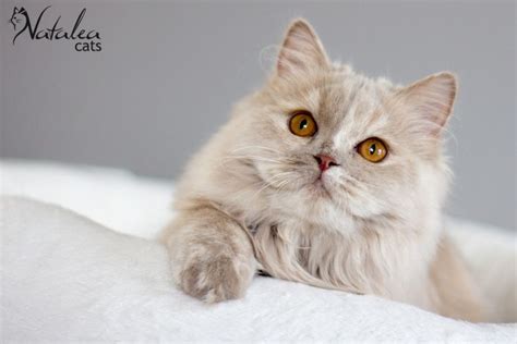 British Longhair Fawn Tortie Nataleacats Pretty Cats Cute Animals
