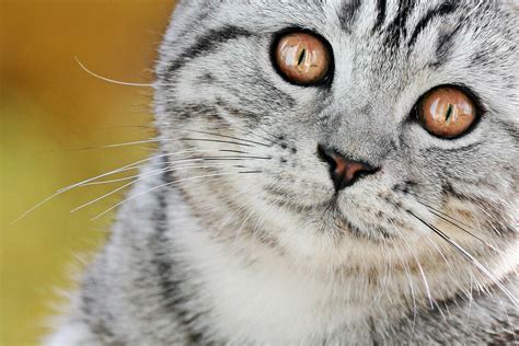 Международный день кошек (world cat day) — праздник относительно молодой. 8 августа: Всемирный день кошек, День альпиниста ...