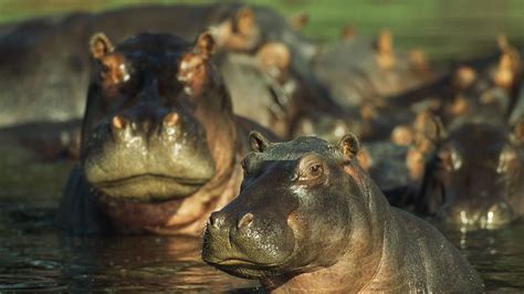 Hippos Africas River Beast National Geographic Channel Asia