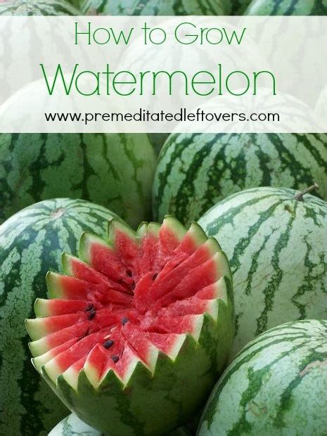 How long do sugarbaby watermelons take to grow? How to Grow Watermelon