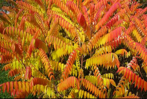 Landscape Spotlight Staghorn Sumac ‘rhus Typhina