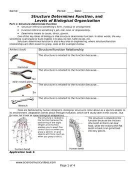 Structure and Function, Levels of Biological Organization Worksheet