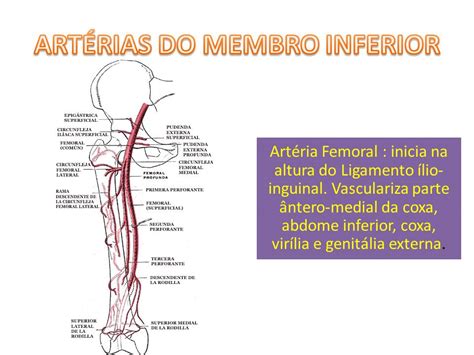 Liga De Anatomia Ulbra VascularizaÇÃo Dos Membros Inferiores