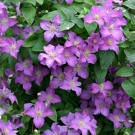 Clematis paniculata (in māori puawhananga) is a species of flowering plant in the buttercup family ranunculaceae. New Clematis Varieties! | Greenwood Nursery