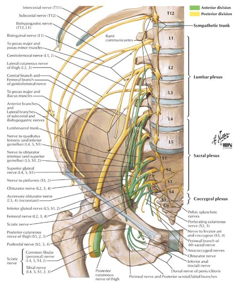 Nerves Of The Lumbo Sacral Plexus