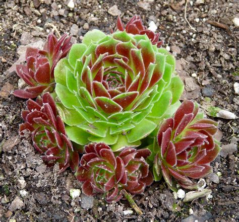 Hens And Chicks Succulents Succulents Hens And Chicks Plants