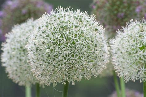 Allium Mount Everest Bulbs Wholesale Pricing Colorblends
