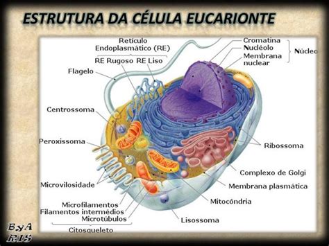 Organelas Citoplasmáticas Célula Eucarionte