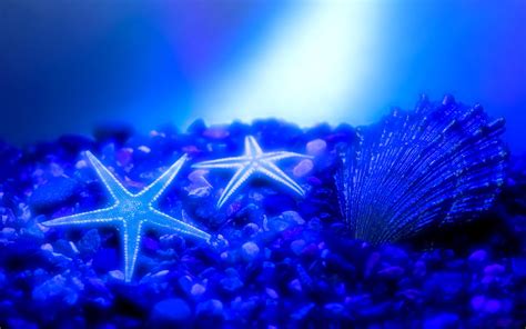 Starfish 4k Wallpapers For Your Desktop Or Mobile Screen Free And Easy
