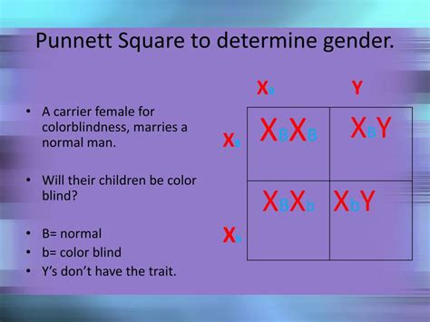 ppt lesson using punnett squares and pedigrees powerpoint the best porn website