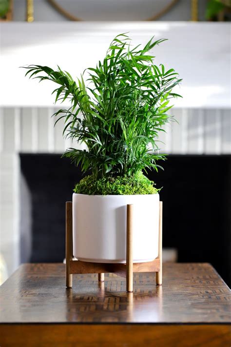 The Parlor Palm A Pet Safe Air Purifying Plant In 2021 Parlor Palm